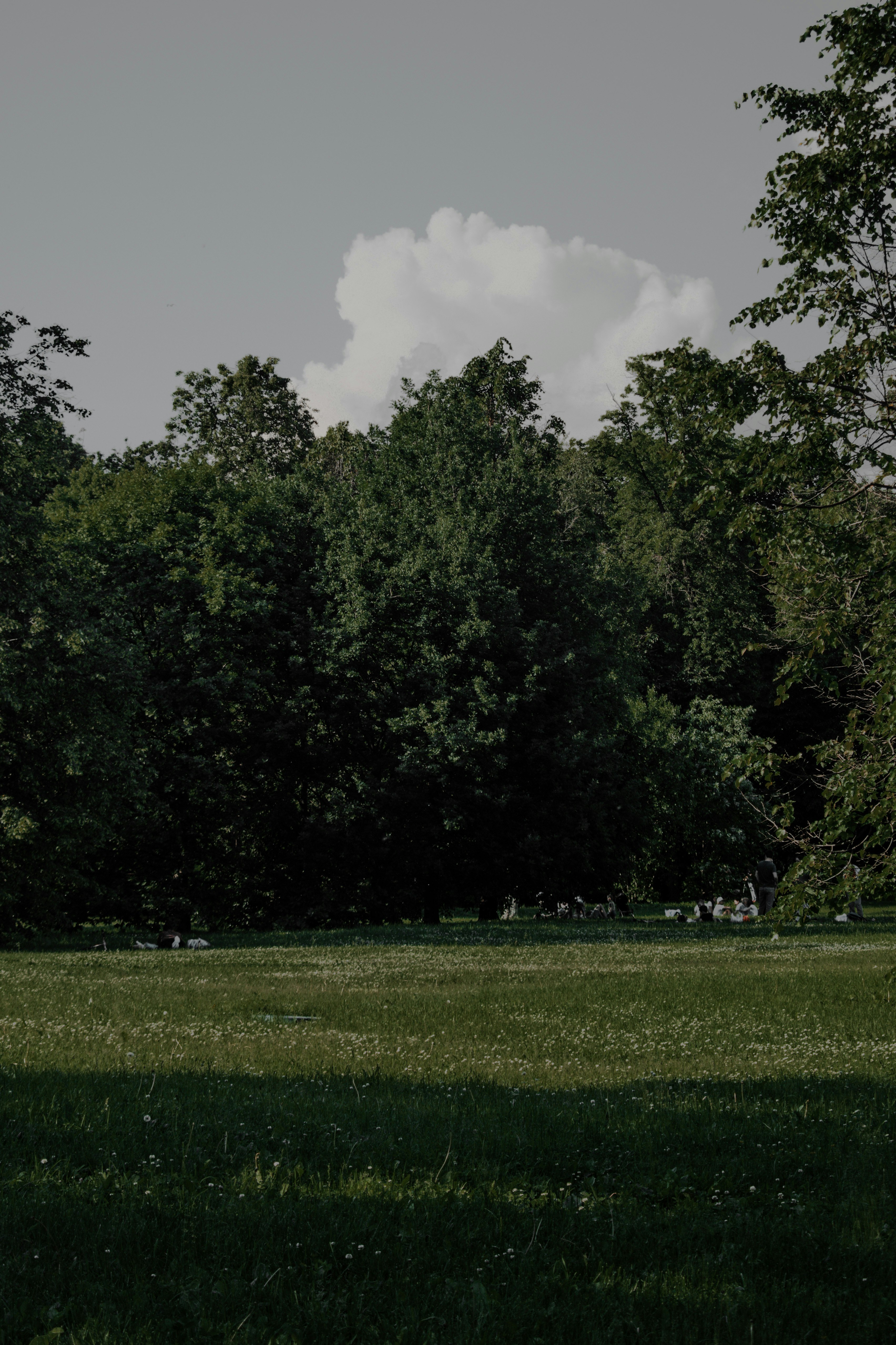 green grass field and green trees under white clouds